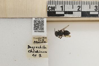 Media type: image;   Entomology 790890 Aspect: Labels